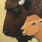 Buffalo (bison) with Calf