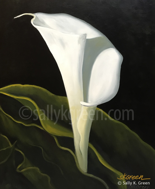 calla lilly