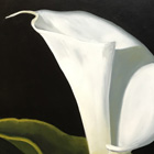 calla lily