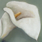 calla lily
