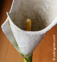 calla lily