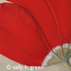 tulip
