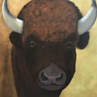 Buffalo Bison